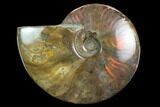 Flashy Red Iridescent Ammonite - Wide #127910-1